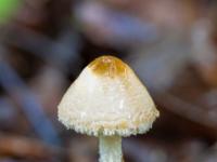 Kleiner Pilz im nassen Waldlaub